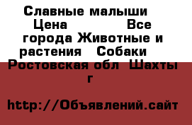 Славные малыши! › Цена ­ 10 000 - Все города Животные и растения » Собаки   . Ростовская обл.,Шахты г.